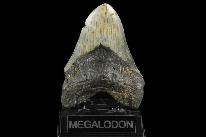 Fossil Megalodon Tooth - North Carolina #124393
